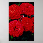 Emily Louise  flowers Poster