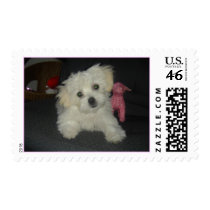 Emma Bear postage