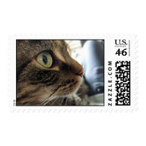 Emma Close-Up Cat Photo Medium Postage Stamps stamps