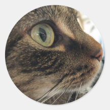 Emma Close-Up Cat Photo Stickers