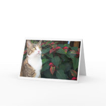 EMMA MBX1 Cards