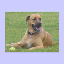 Emma Postcard by shawke123 Emma Postcard