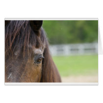 Emma's Eye cards by equineelders Emma's Eye cards