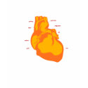 emotional anatomy t-shirts