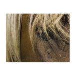Emotional Horse Post Cards