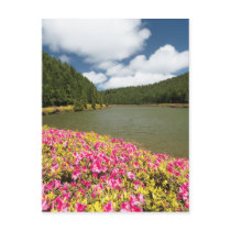 Empadadas Lakes - Azores Postcard