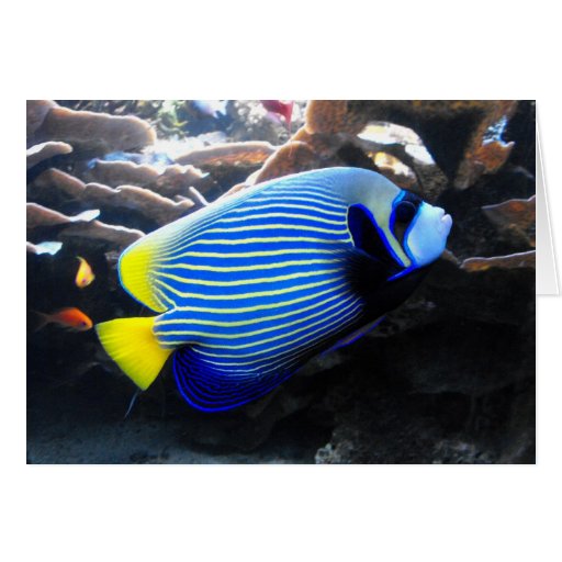 Emperor Angelfish Greeting Cards
