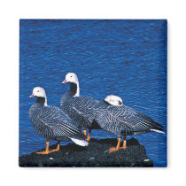 Emperor Geese at Adak Island Clam Lagoon Magnets