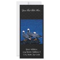 Emperor Geese at Adak Island Clam Lagoon Custom Rack Cards