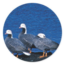 Emperor Geese at Adak Island Clam Lagoon Stickers