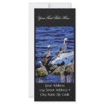 Emperor Geese in Winter Habitat Rack Cards