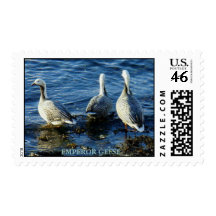 Emperor Geese on Unalaska Island Postage Stamp