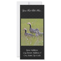 Emperor Goose Family Group Rack Cards