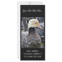 Emperor Goose Custom Rack Card