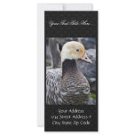 Emperor Goose Custom Rack Card