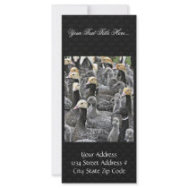 Emperor Goose Round-up Custom Rack Card