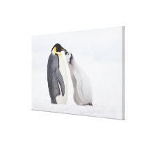 Emperor penguin (Aptenodytes forsteri), chick Stretched Canvas Print
