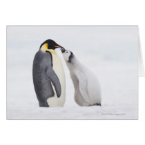 Emperor penguin (Aptenodytes forsteri), chick Greeting Card