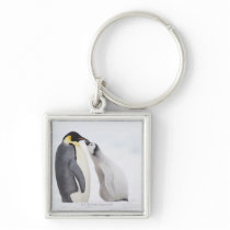 Emperor penguin (Aptenodytes forsteri), chick Key Chains