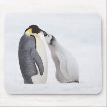Emperor penguin (Aptenodytes forsteri), chick Mousepads