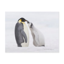 Emperor penguin (Aptenodytes forsteri), chick Postcards