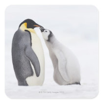 Emperor penguin (Aptenodytes forsteri), chick Square Stickers