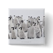 Emperor penguin (Aptenodytes forsteri), group of Pinback Buttons
