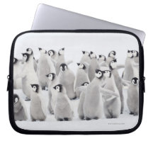Emperor penguin (Aptenodytes forsteri), group of Laptop Sleeve