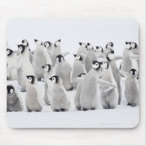 Emperor penguin (Aptenodytes forsteri), group of Mousepads