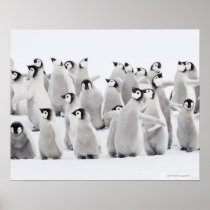 Emperor penguin (Aptenodytes forsteri), group of Print
