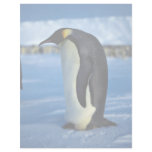 Emperor penguin by moonlight personalized letterhead