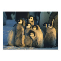 Emperor Penguin chicks in creche, Aptenodytes