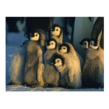 Emperor Penguin chicks in creche, Aptenodytes Post Card