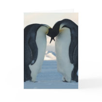 Emperor Penguin Courtship Greeting Card