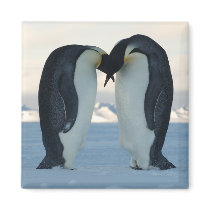 Emperor Penguin Courtship Magnet