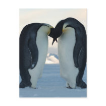 Emperor Penguin Courtship Postcards