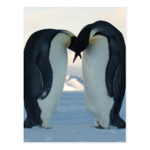 Emperor Penguin Courtship Postcards