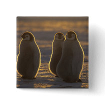 Emperor Penguins, Aptenodytes forsteri), 2 Pins