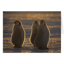 Emperor Penguins, Aptenodytes forsteri), 2 Greeting Card