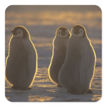 Emperor Penguins, Aptenodytes forsteri), 2 Square Sticker