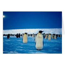 Emperor penguins by moonlight, Antarctica Greeting Cards