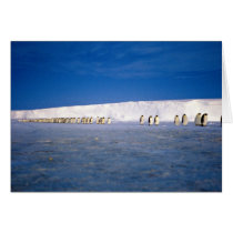 Emperor penguins by moonlight, Antarctica Greeting Cards