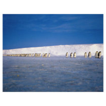 Emperor penguins by moonlight, Antarctica Flyers