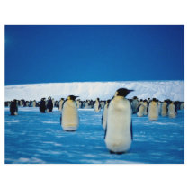 Emperor penguins by moonlight, Antarctica Personalized Flyer