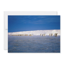 Emperor penguins by moonlight, Antarctica Announcement