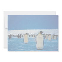 Emperor penguins by moonlight, Antarctica Personalized Invite