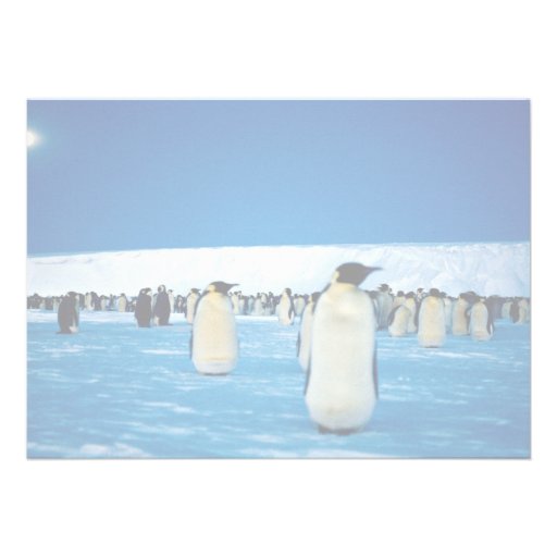 Emperor penguins by moonlight, Antarctica Invite