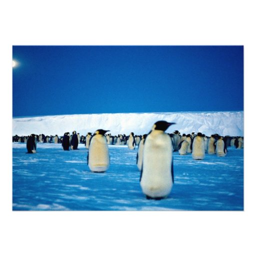 Emperor penguins by moonlight, Antarctica Invite