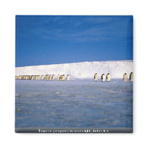Emperor penguins by moonlight, Antarctica Magnets