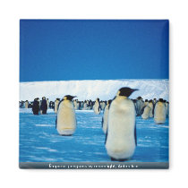 Emperor penguins by moonlight, Antarctica Fridge Magnets